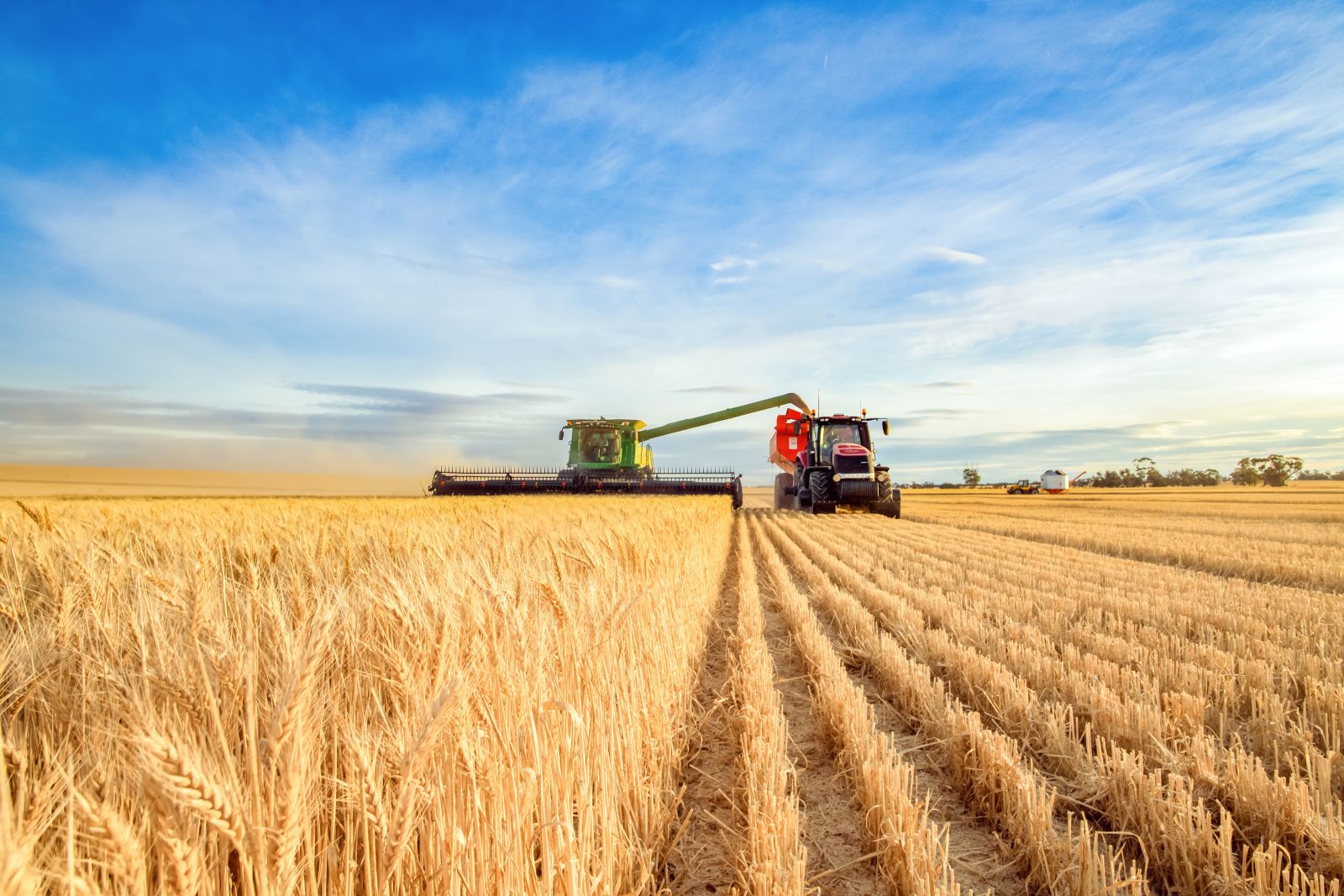 Wheat - iStock-1270570904